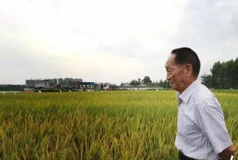 超级网红袁隆平，做出巨大贡献却不能申请专利，为什么？
